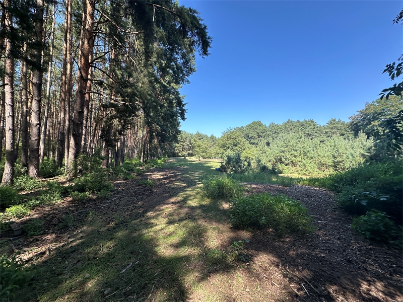Waldlichtung