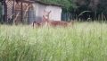 Manchmal Rehe Nachbargrundstüc