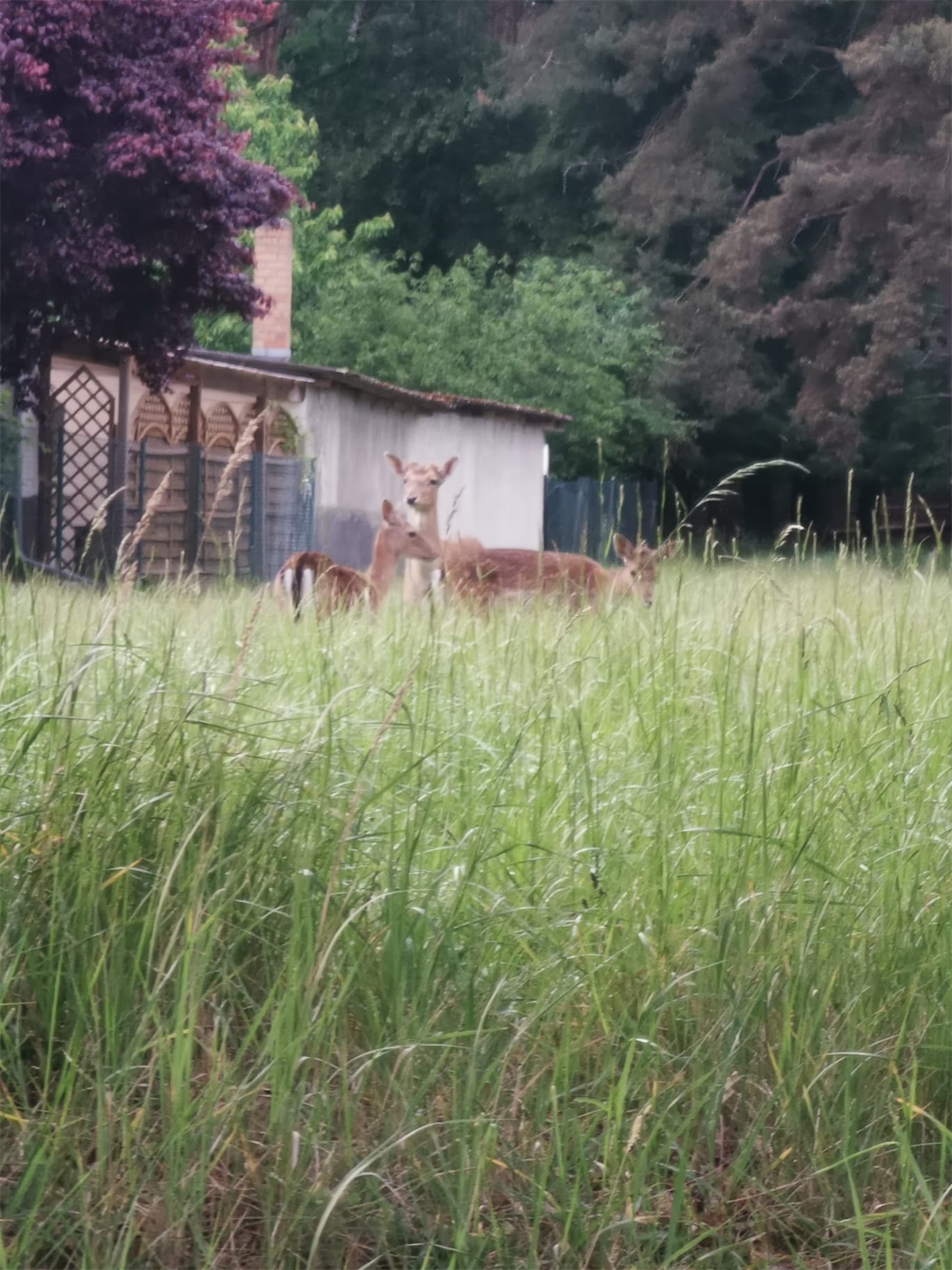 Manchmal Rehe Nachbargrundstüc